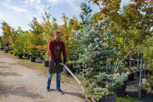 Leaf Removal in Norwich, NY